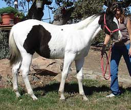 double homozygous