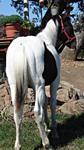 double homozygous