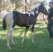 homozygous paint filly