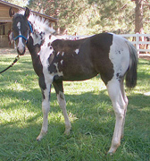   homozygous filly for sale