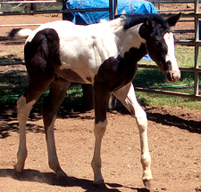 tobiano mare for sale