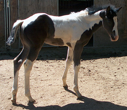 tobiano mare for sale