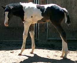 tobiano mare for sale