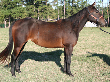 reining horse for sale