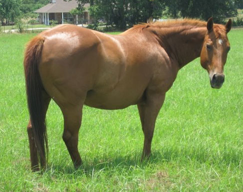 cutting horse for sale