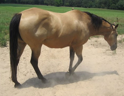 cutting horse for sale