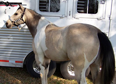 buckskin tobiano mare