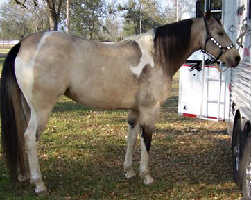 buckskin tobiano mare