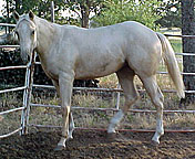 texaspaints.com