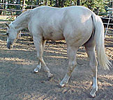 texaspaints.com