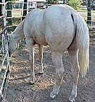texaspaints.com