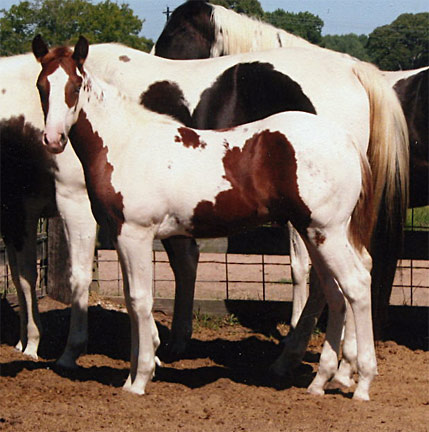 tobiano mare for sale