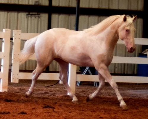 cremello tobiano