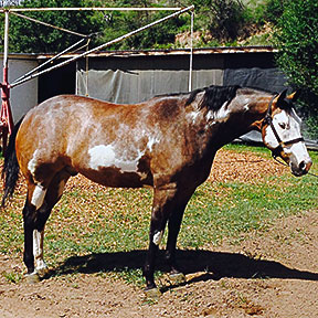 bay overo gelding for sale