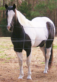 tobiano gelding for sale
