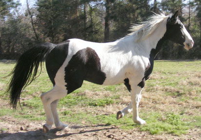tobiano gelding for sale