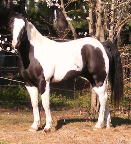 tobiano gelding for sale