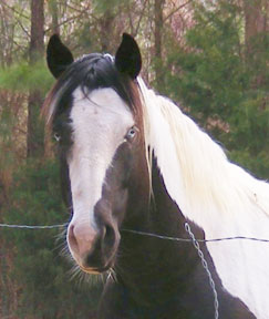 tobiano gelding for sale