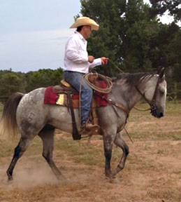 gray gelding for sale