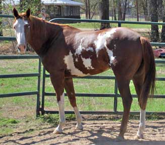 sorrel overo gelding for sale