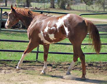 tobiano gelding for sale