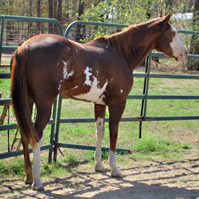 tobiano gelding for sale