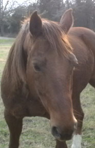 cutting horse for sale