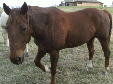 cutting horse for sale