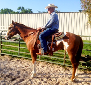 sorrel overo gelding for sale