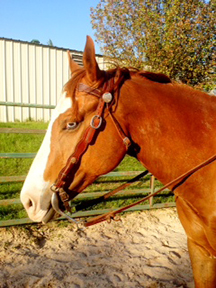 sorrel overo gelding for sale