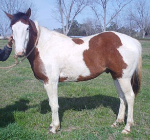 tobiano gelding for sale