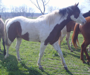tobiano gelding for sale