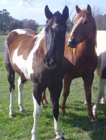 tobiano gelding for sale