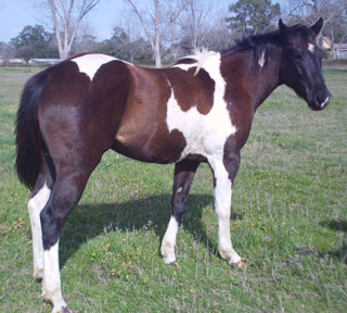 tobiano gelding for sale