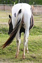 tobiano mare for sale