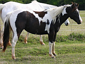 tobiano mare for sale