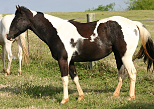 tobiano mare for sale