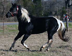 homozygous black