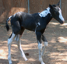 tobiano mare for sale