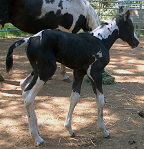 tobiano mare for sale