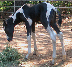 homozygous filly for sale