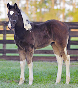 2012 double homozygous filly for sale