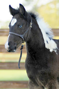 2012 double homozygous filly for sale