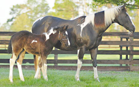 2012 double homozygous filly for sale