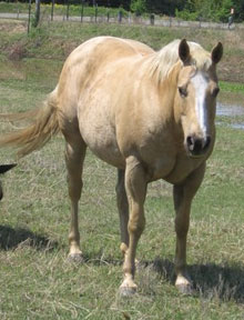 texaspaints.com