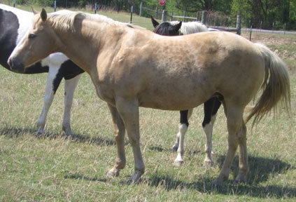 texaspaints.com