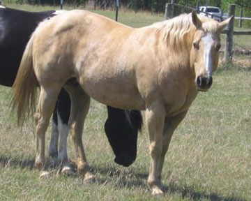 texaspaints.com