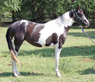 texaspaints.com
