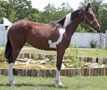 texaspaints.com
