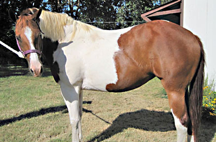 2007 Sorrel Tobiano Mare for sale